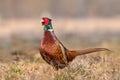 Wild pheasant Phasianus colchicus in a field Royalty Free Stock Photo