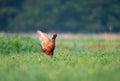 Wild pheasant, standing in a field with it`s wings spread out Royalty Free Stock Photo