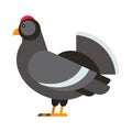 Wild pheasant vector.