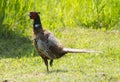 Wild Pheasant Royalty Free Stock Photo