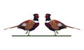 Wild pheasants birds animals icons