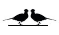 Wild pheasants birds animals silhouettes