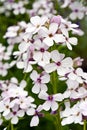 Closeup of Hesperis Matronalis Flowers Royalty Free Stock Photo