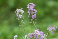 Wild Phlox in Spring Forest