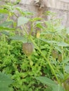 wild physalis angulata plant in the wild meadow Royalty Free Stock Photo
