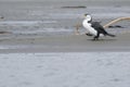 Pied Shag on sandy beach