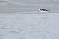 Wild Pied Stilt in Waikanae river Royalty Free Stock Photo