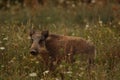 Wild pig Royalty Free Stock Photo