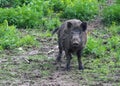 Wild pig or boar Royalty Free Stock Photo