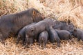 A wild pig feeds piglets. Piglets of wild boar drink milk from their mother. Royalty Free Stock Photo