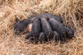 A wild pig feeds piglets. Piglets of wild boar drink milk from their mother. Royalty Free Stock Photo