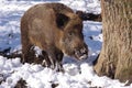 Wild pig in the forest Royalty Free Stock Photo