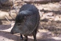 Wild pig closeup standing quietly