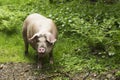 Wild pig portrait Royalty Free Stock Photo