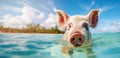 wild pig swimming in the ocean in Bahamas. banner
