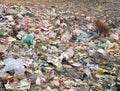 Wild pig in trash, Agra, India