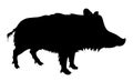 Wild pig Royalty Free Stock Photo