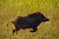 Wild pig, white-lipped peccary, Tayassu pecari, exotic animal running in the nature habitat, beautiful evening sun light, during Royalty Free Stock Photo