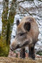 Wild pig Royalty Free Stock Photo