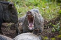 Wild pig yawning Royalty Free Stock Photo