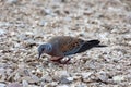 Wild pigeon on the beach in search of food Royalty Free Stock Photo