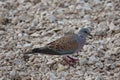 Wild pigeon on the beach in search of food Royalty Free Stock Photo