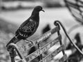 wild pigeon on the bench