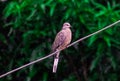 Wild pigeon bird in rain on wire monsoon india