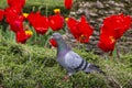 Wild pigeon in a flower bed among red tulips Royalty Free Stock Photo