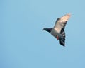 Wild Pigeon Flying Against Blue Background