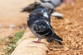 wild pigeon on the ground