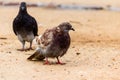 wild pigeon on the ground