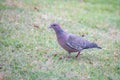 Wild pigeon known as \
