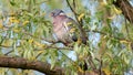 wild pigeon sits on a blooming willow in the spring Royalty Free Stock Photo