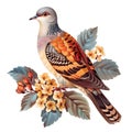 Wild pigeon, turtle dove, Streptopelia, illustration isolated on white background