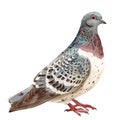 Wild pigeon, turtle dove, Streptopelia, illustration isolated on white background