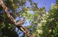Wild pigeon, turtledove sits on a branch in a cage at the zoo