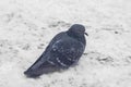 Wild pigeon in winter