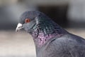 Wild pigeons in the city