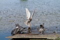 Wild pigeons drink fresh water from a river on a wooden footbridge, one bird fly, some watch attentively for danger Royalty Free Stock Photo