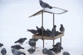 Wild pigeons in the feeder