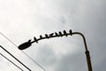 Wild pigeons on a lamp