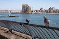 Pigeons Perched on a Railing along the East River on the Upper East Side of New York City Royalty Free Stock Photo