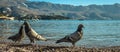 Wild pigeons.Pigeons on the beach. Beautiful pigeons with vibrant colors