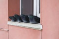 Wild pigeons in winter, sitting on the ledge near the window