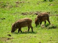 Wild piglets