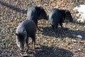 Wild Piglets