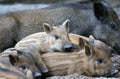 Wild piglets Royalty Free Stock Photo