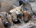 Wild piglets Royalty Free Stock Photo