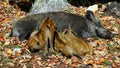 Wild Piglets Feeding Themselves